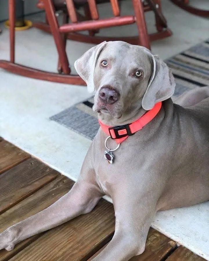 A Weimaraner in the WRT rescue program