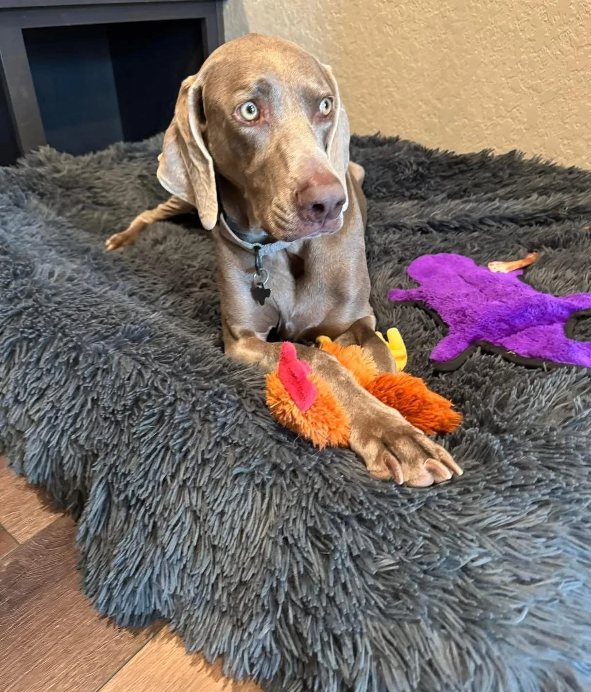 A Weimaraner on a shag dog bed surrounded by toys