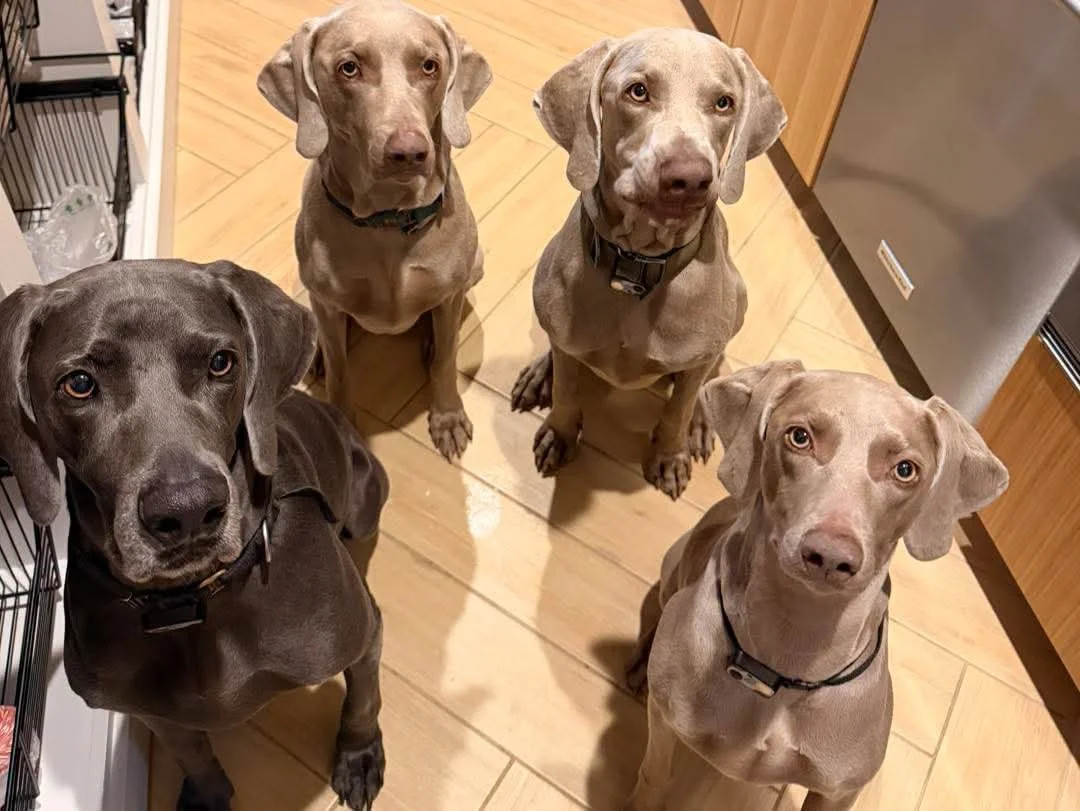 Multiple Weimaraners together