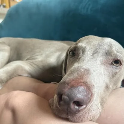 A Weimaraner in the WRT rescue program