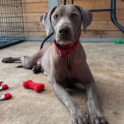 A Weimaraner in the WRT rescue program