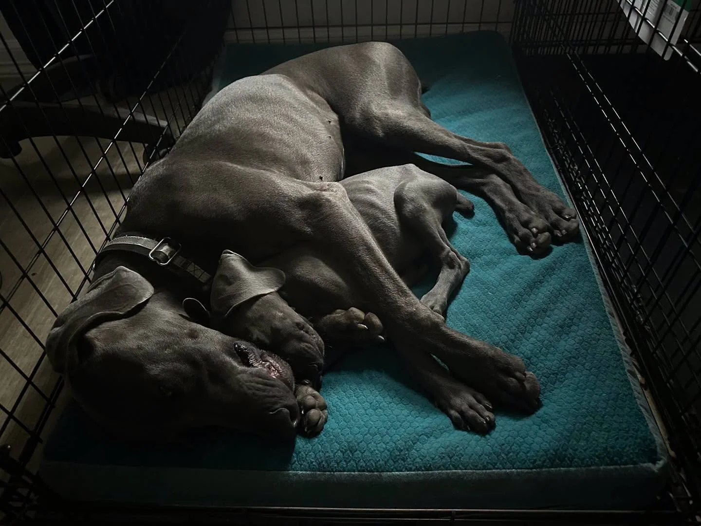 A Weimaraner in the WRT rescue program