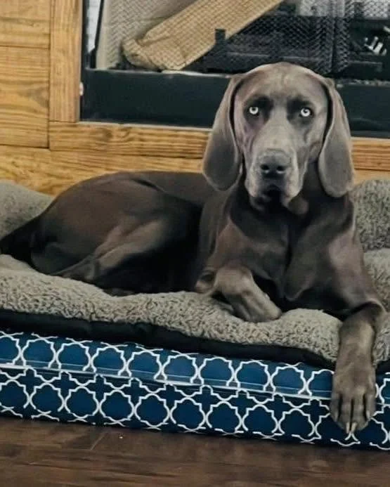 Weimaraner running at its foster home