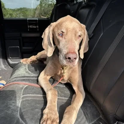 A Weimaraner riding in the back seat of a truck