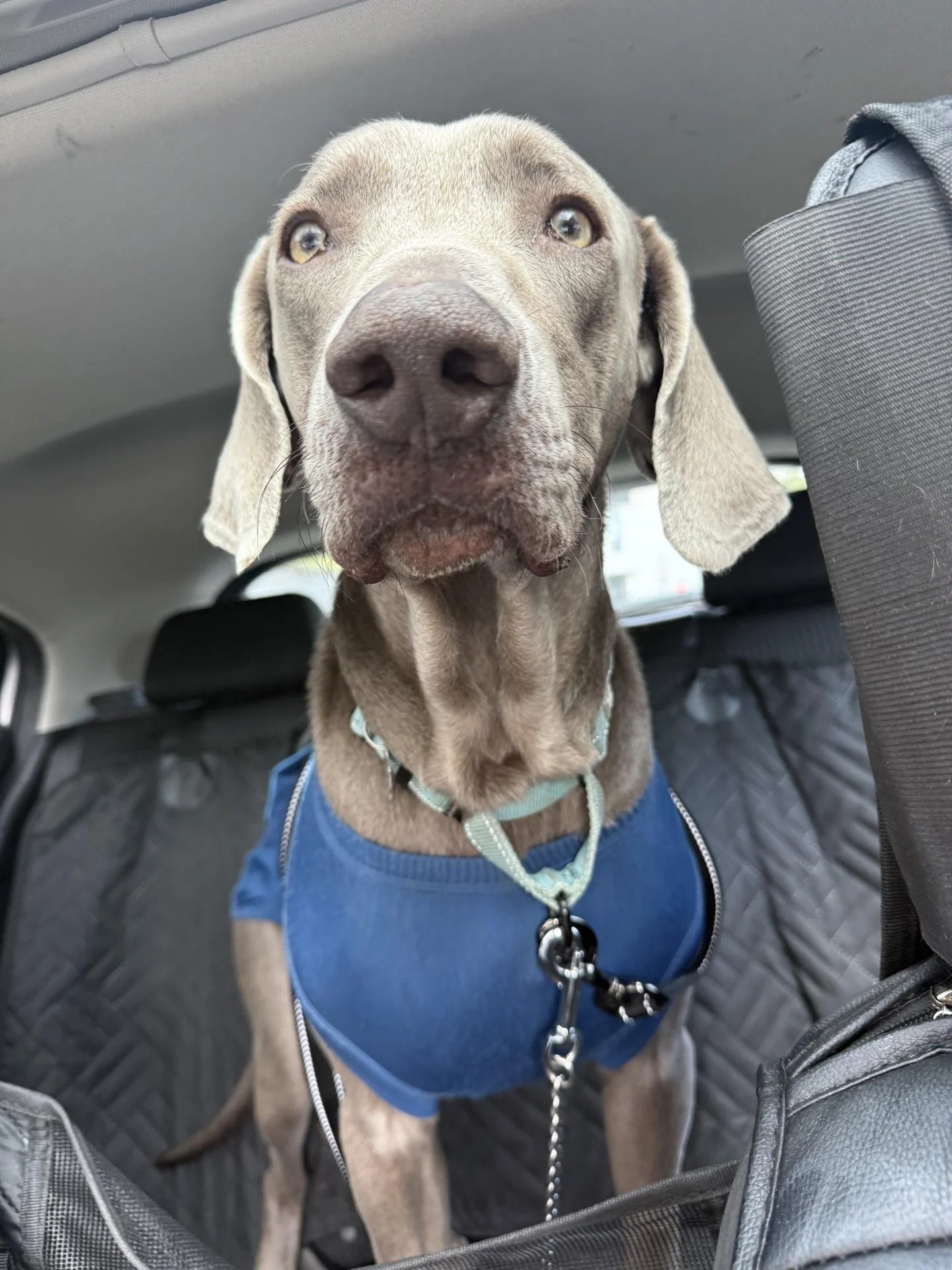 A Weimaraner in the WRT rescue program