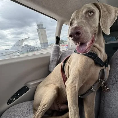 Weimaraner riding along during a volunteer transport run