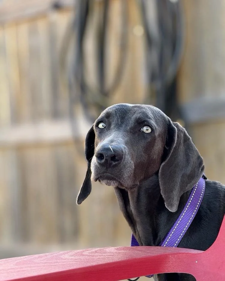A Weimaraner in our care looking intently at the camera