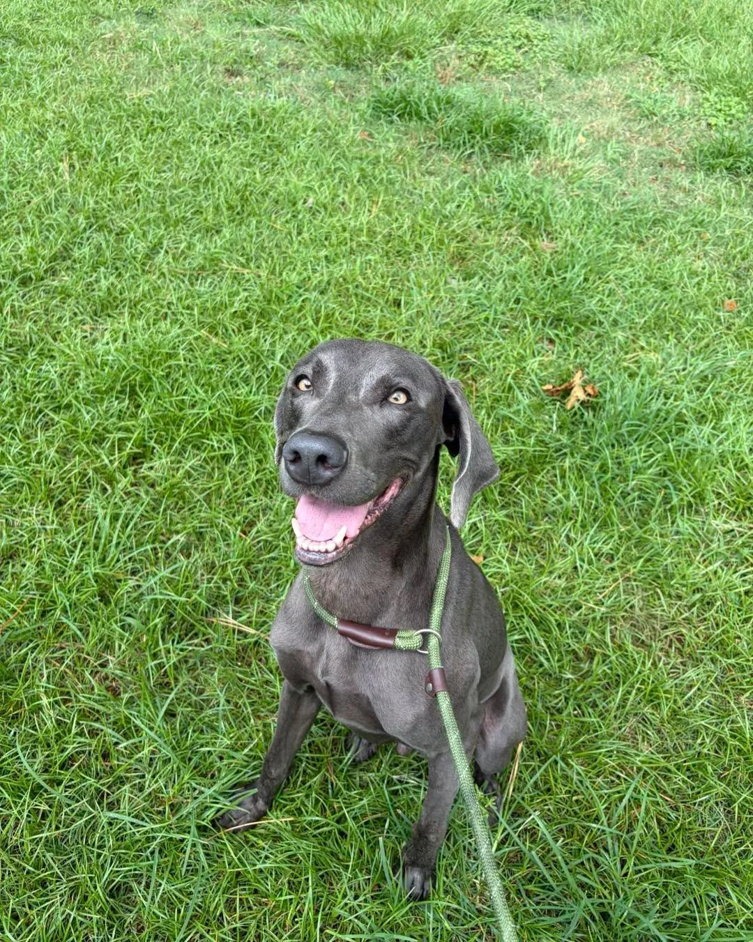 A Weimaraner in the WRT rescue program