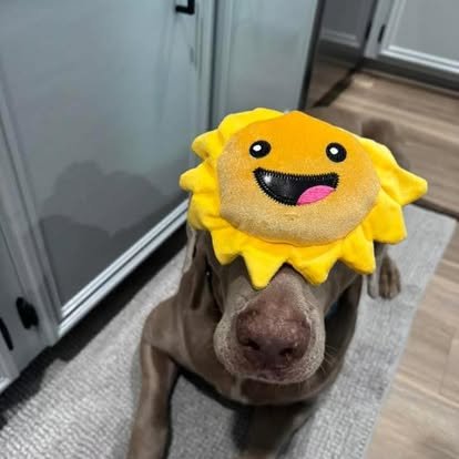 A Weimaraner in the WRT rescue program