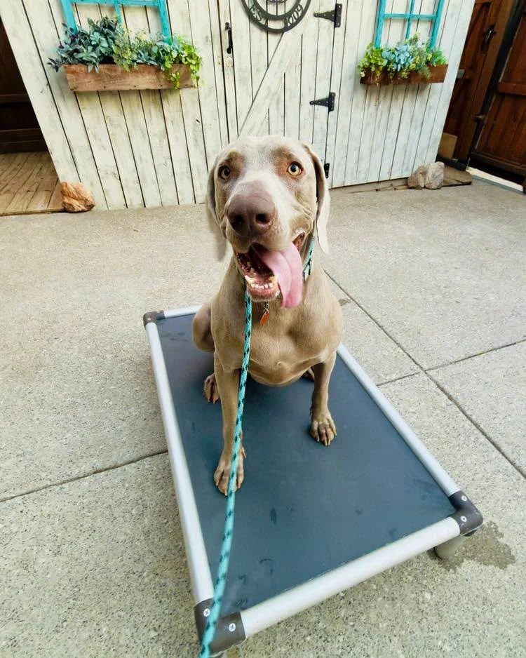 A Weimaraner sitting on an outdoor cot with tongue out