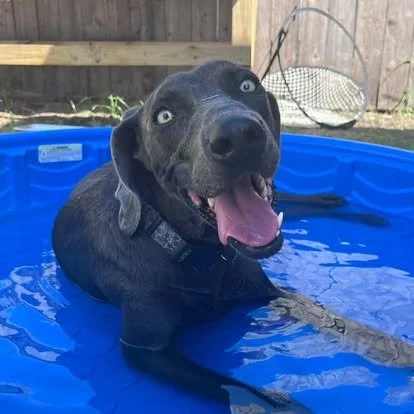 A Weimaraner in the WRT rescue program