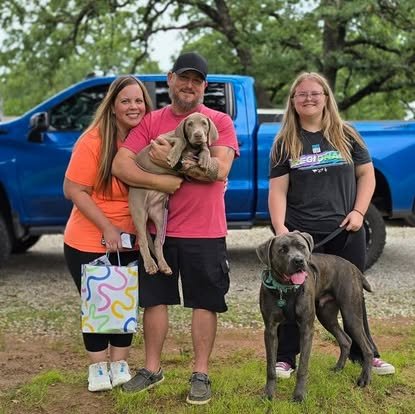 A family with their newly adopted Weimaraner puppy and dog beside a truck