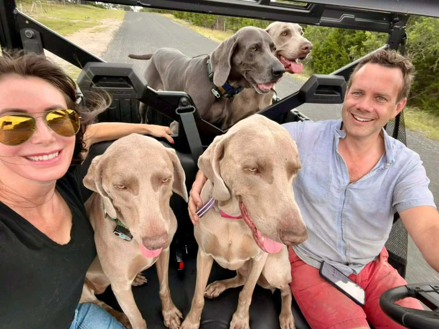 A Weimaraner in our care