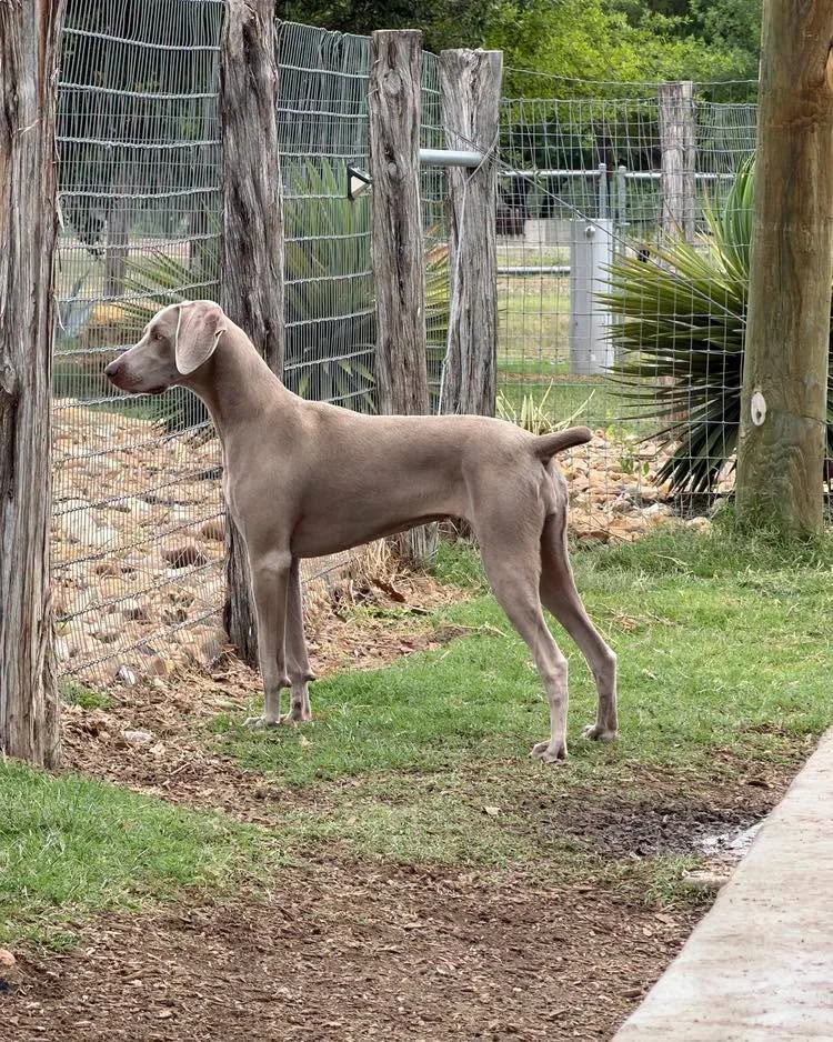 A Weimaraner standing in profile by a fence