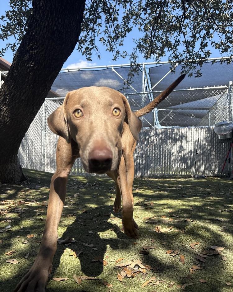 A Weimaraner in the WRT rescue program