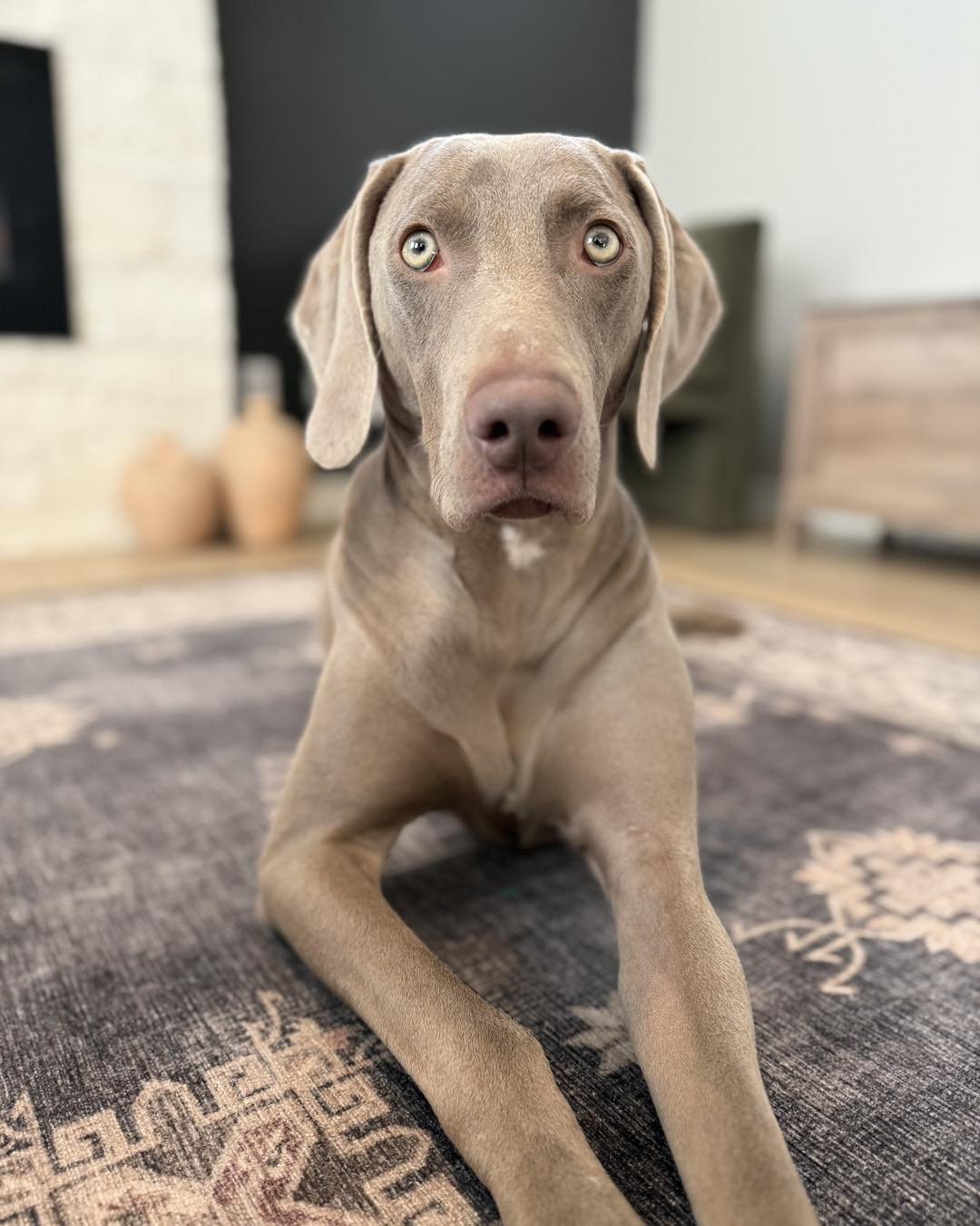 A Weimaraner in the WRT rescue program