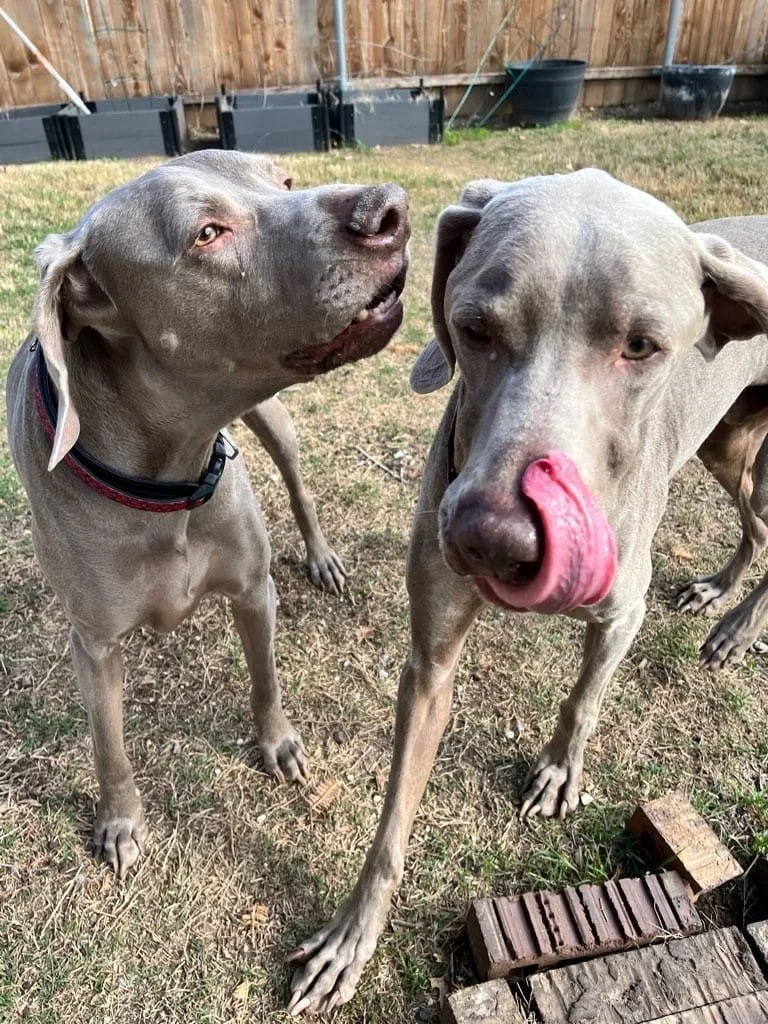 Two Weimaraners playing together outdoors