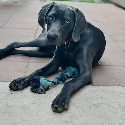 A Weimaraner in the WRT rescue program