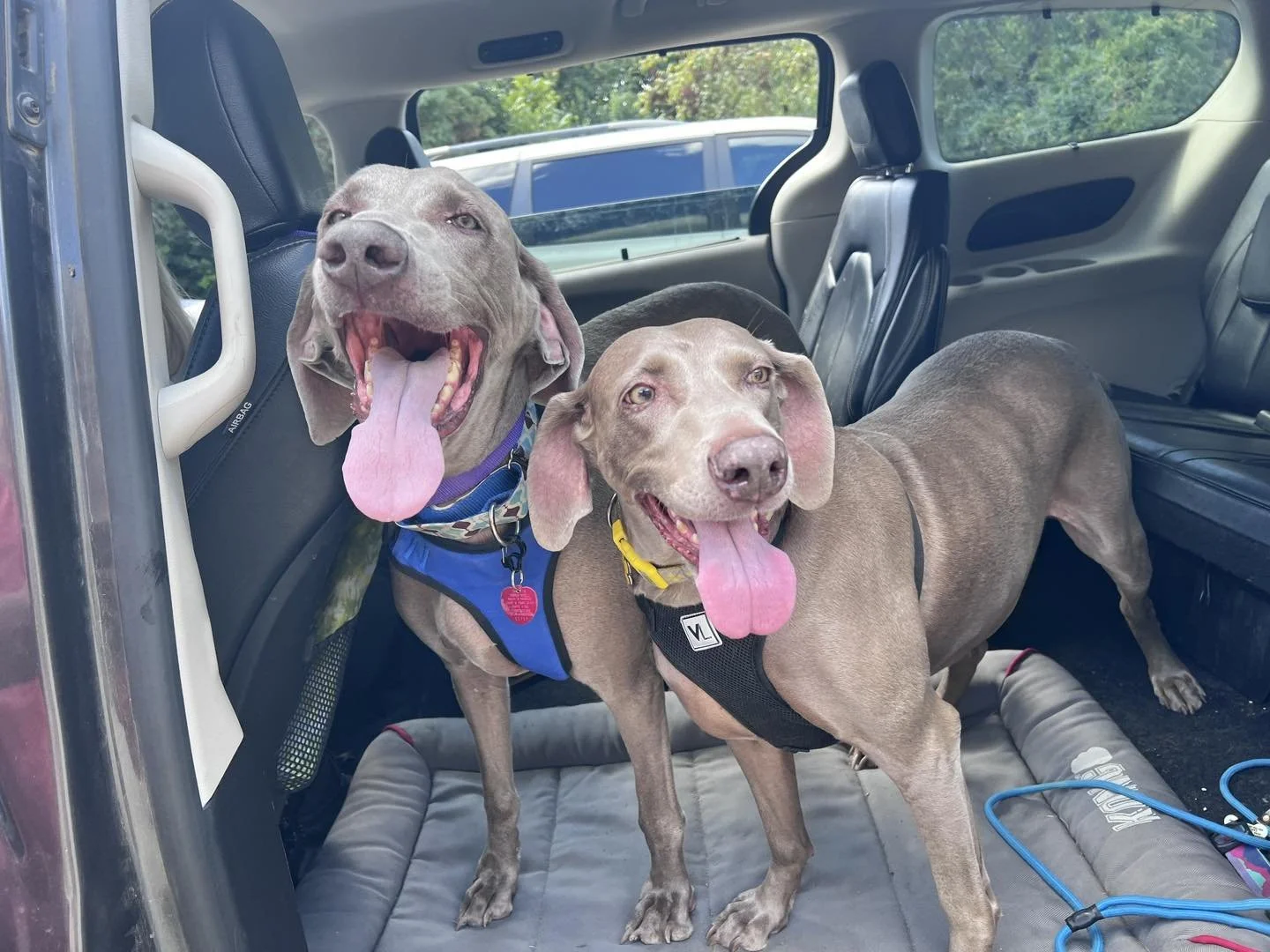 Two Weimaraners with tongues out, riding together in a van