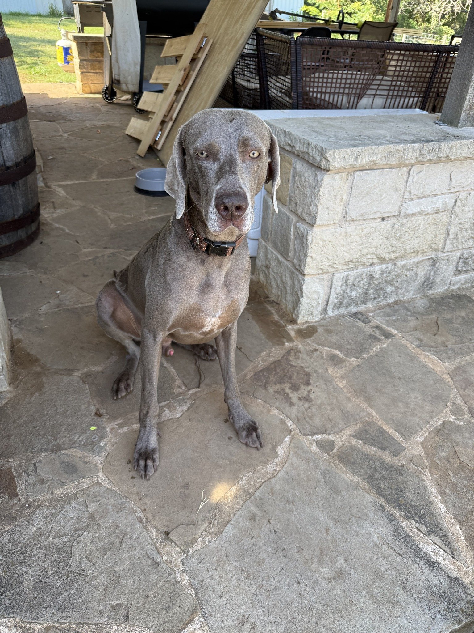 A Weimaraner in the WRT rescue program