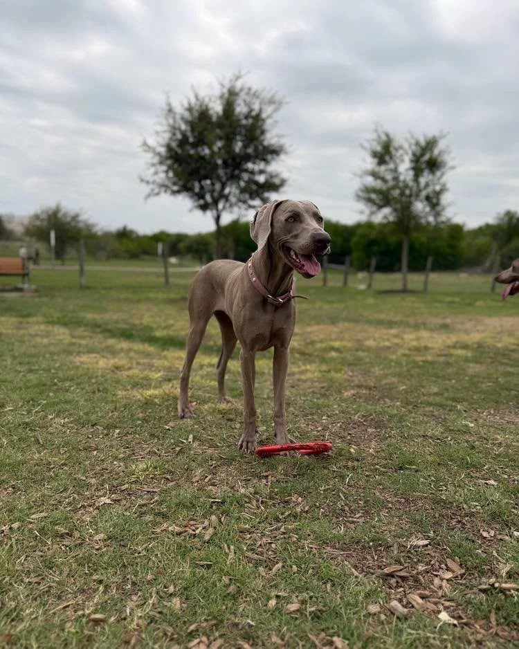 Weimaraner standing alert in a park