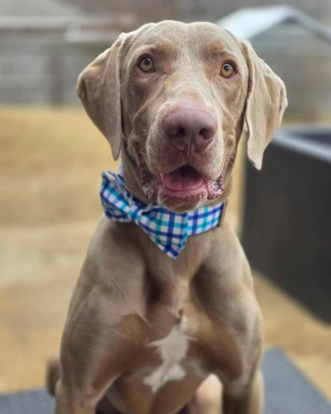 A Weimaraner in the WRT rescue program