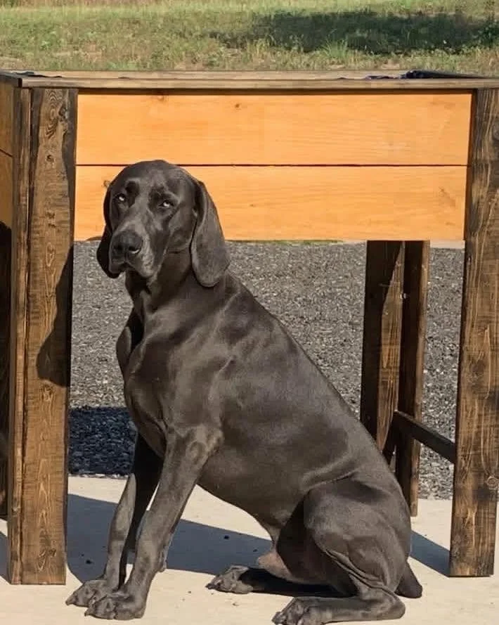 A Weimaraner in the WRT rescue program