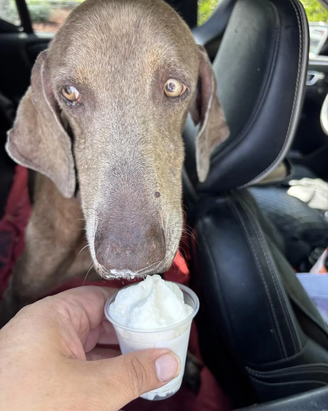 A Weimaraner getting a whipped cream treat in the car