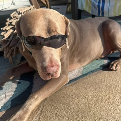 A Weimaraner in the WRT rescue program