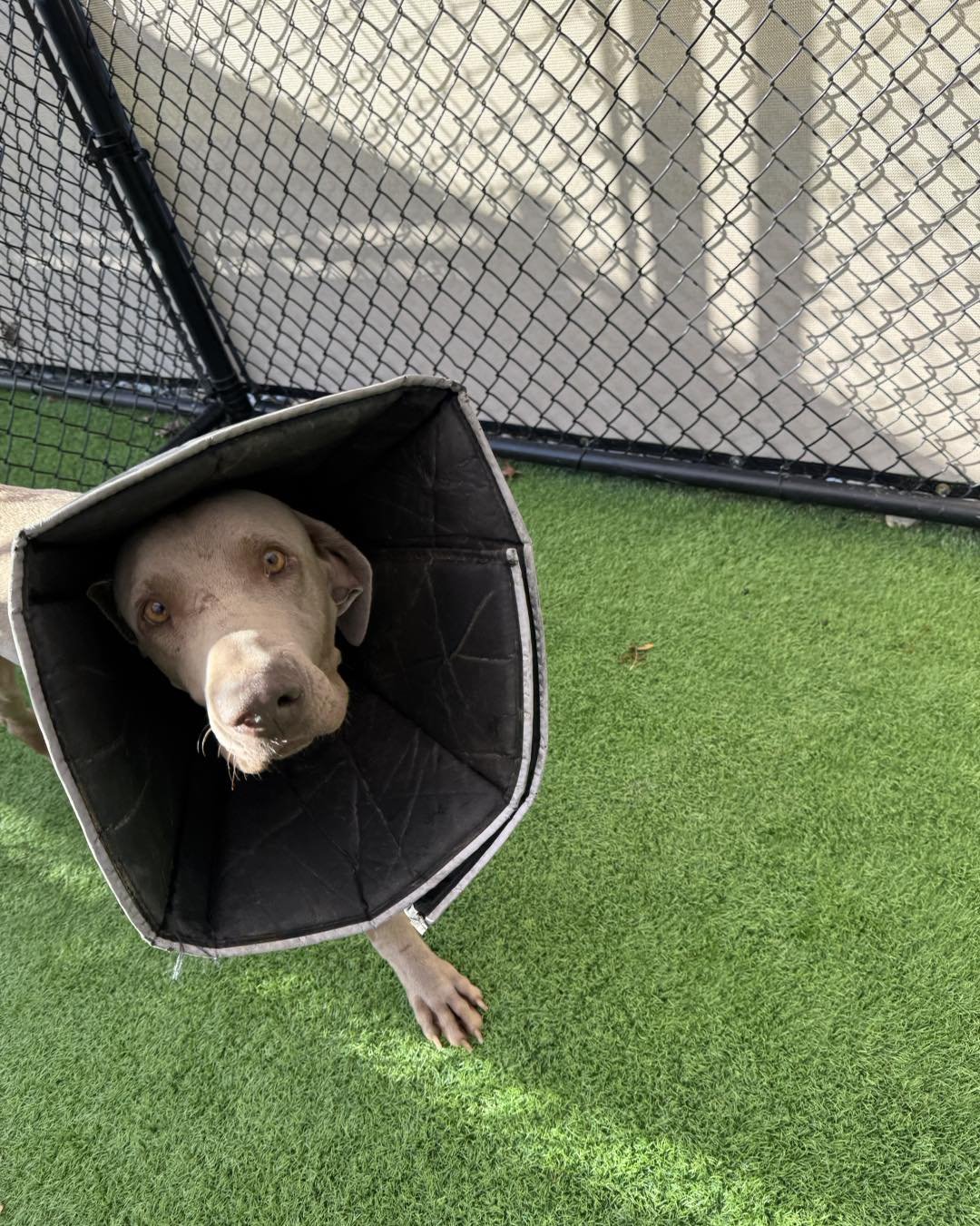 A Weimaraner in the WRT rescue program