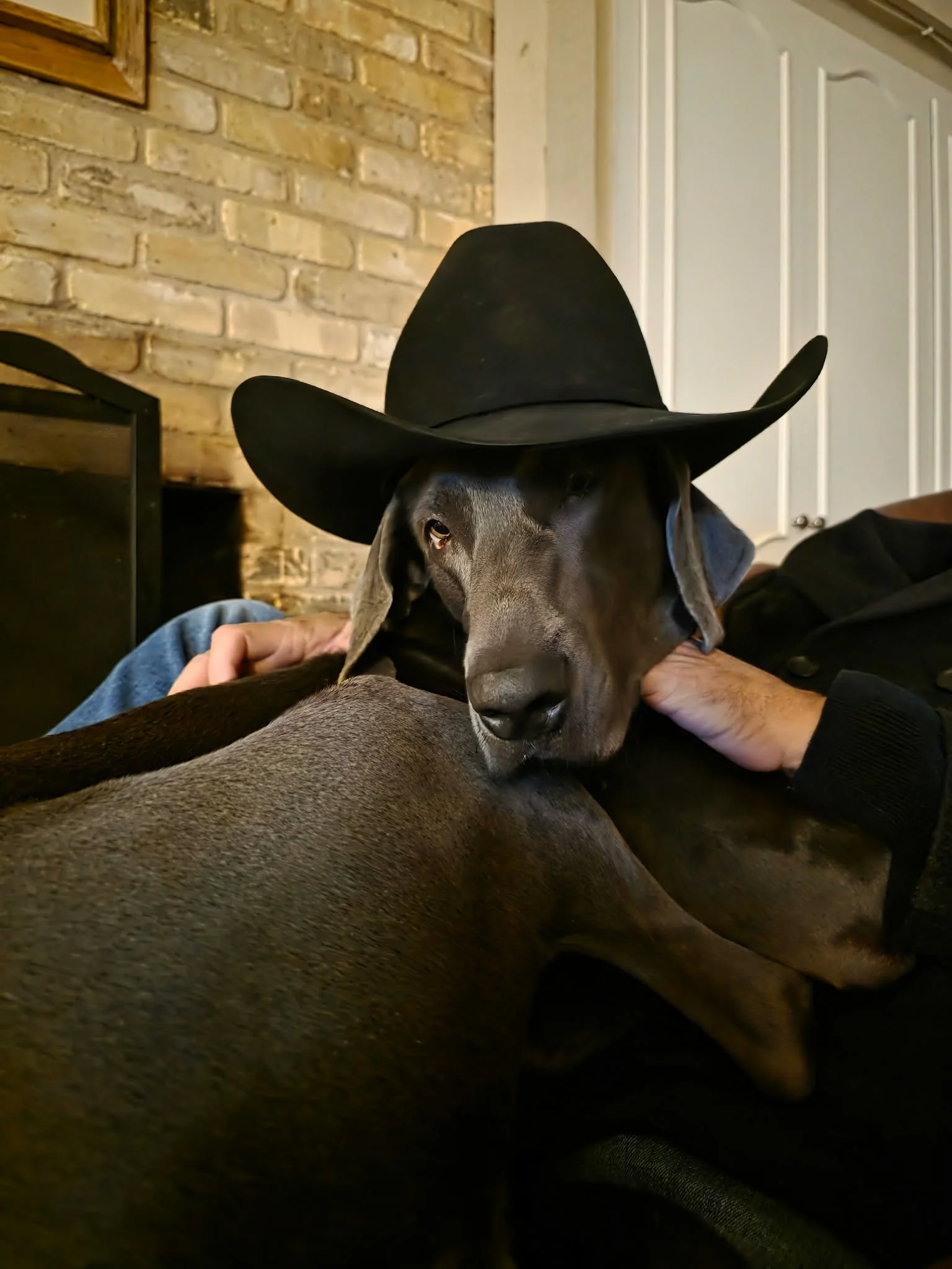 A Weimaraner wearing a black cowboy hat