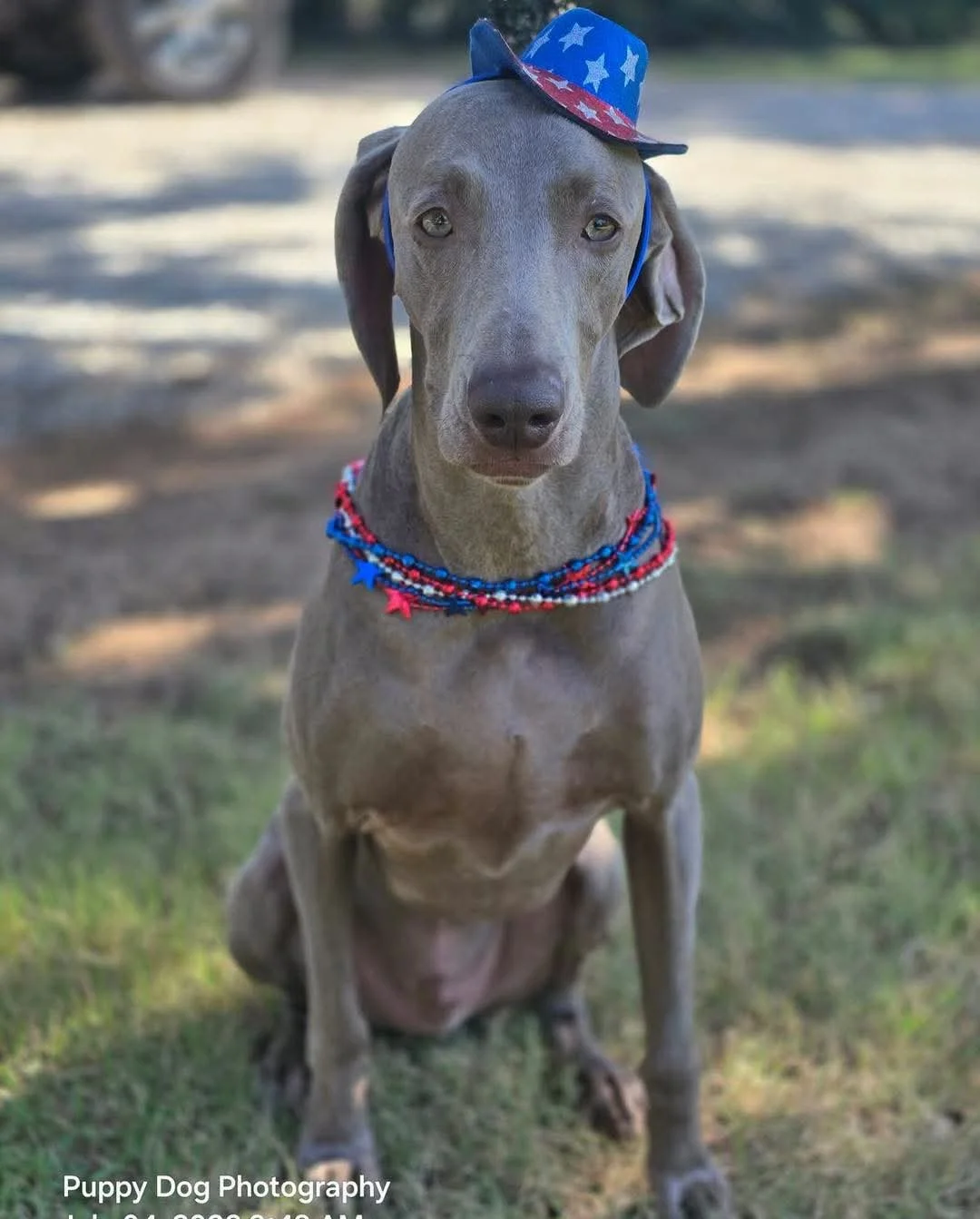 A Weimaraner in the WRT rescue program