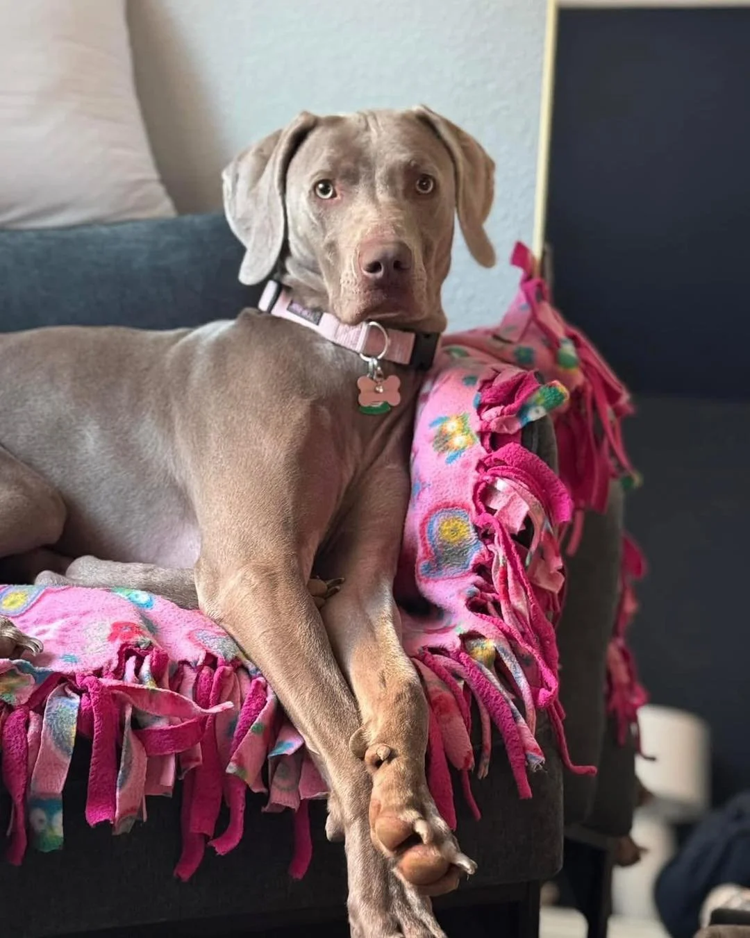 A Weimaraner with soulful eyes draped over a pink fringe blanket