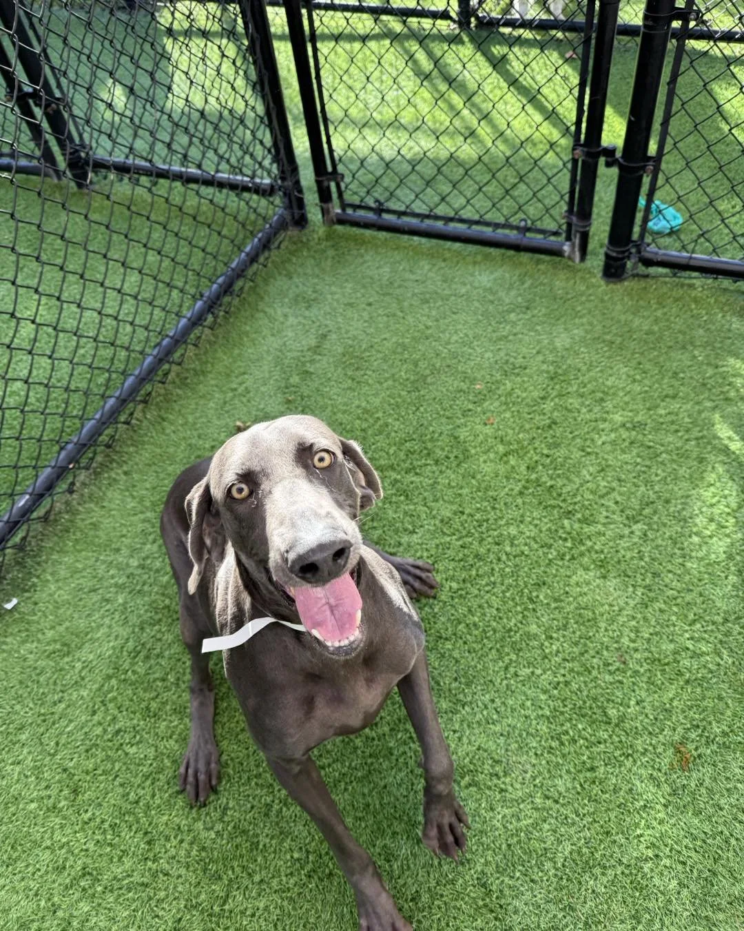 A Weimaraner running joyfully through a field