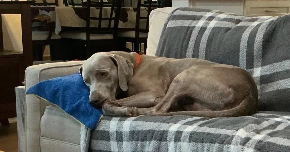 A Weimaraner resting on the couch