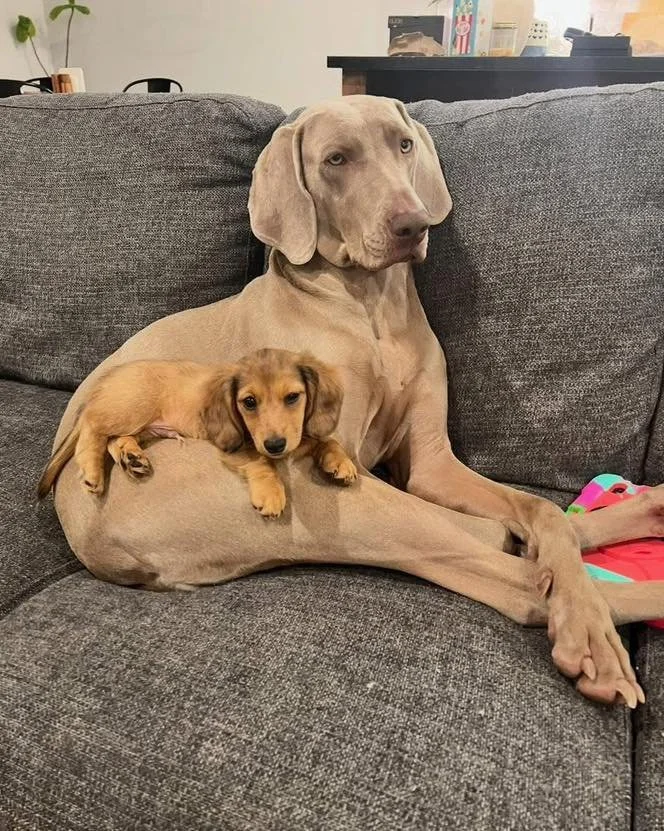 A Weimaraner resting its head on its foster's arm