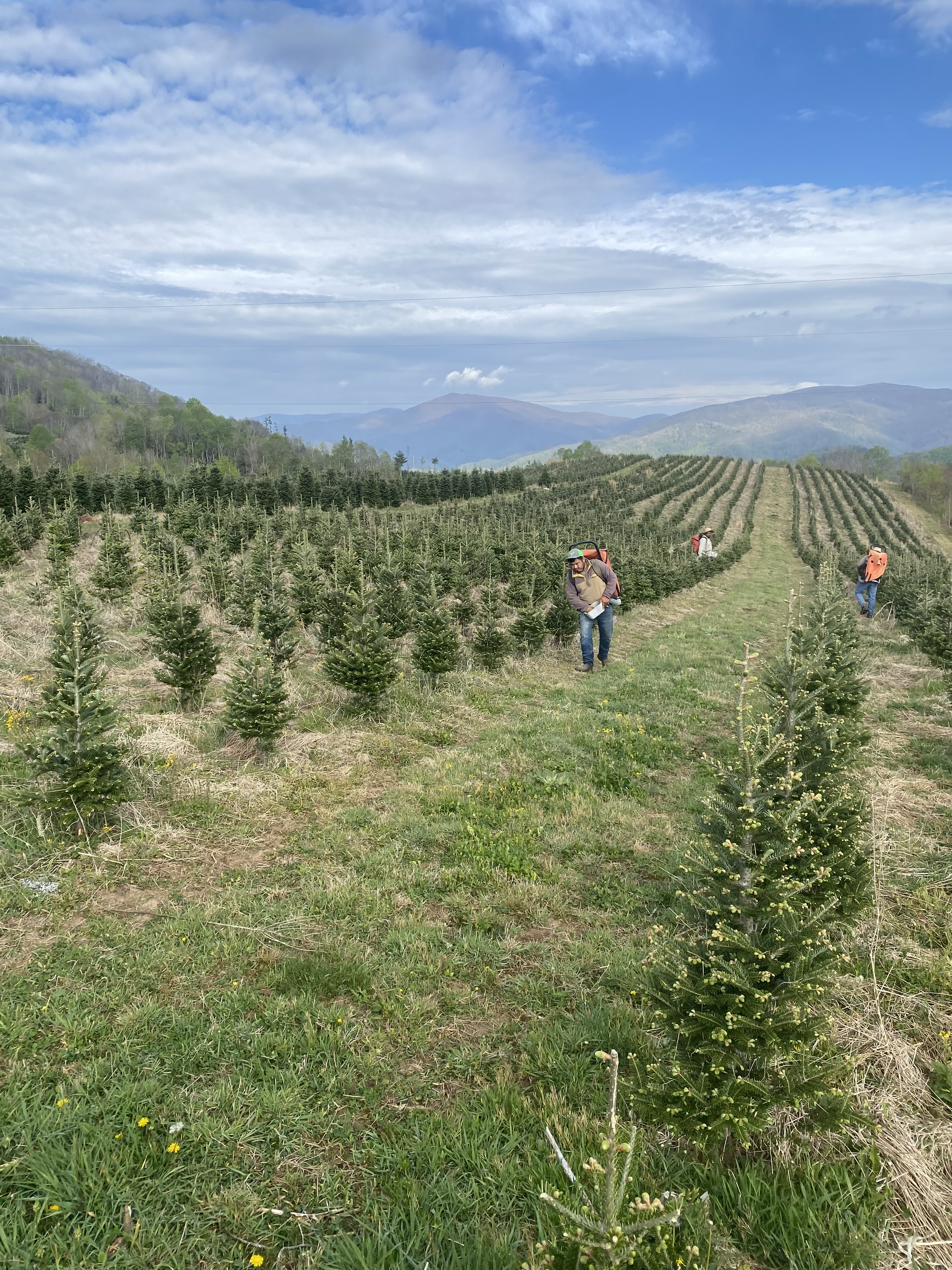 Tree field
