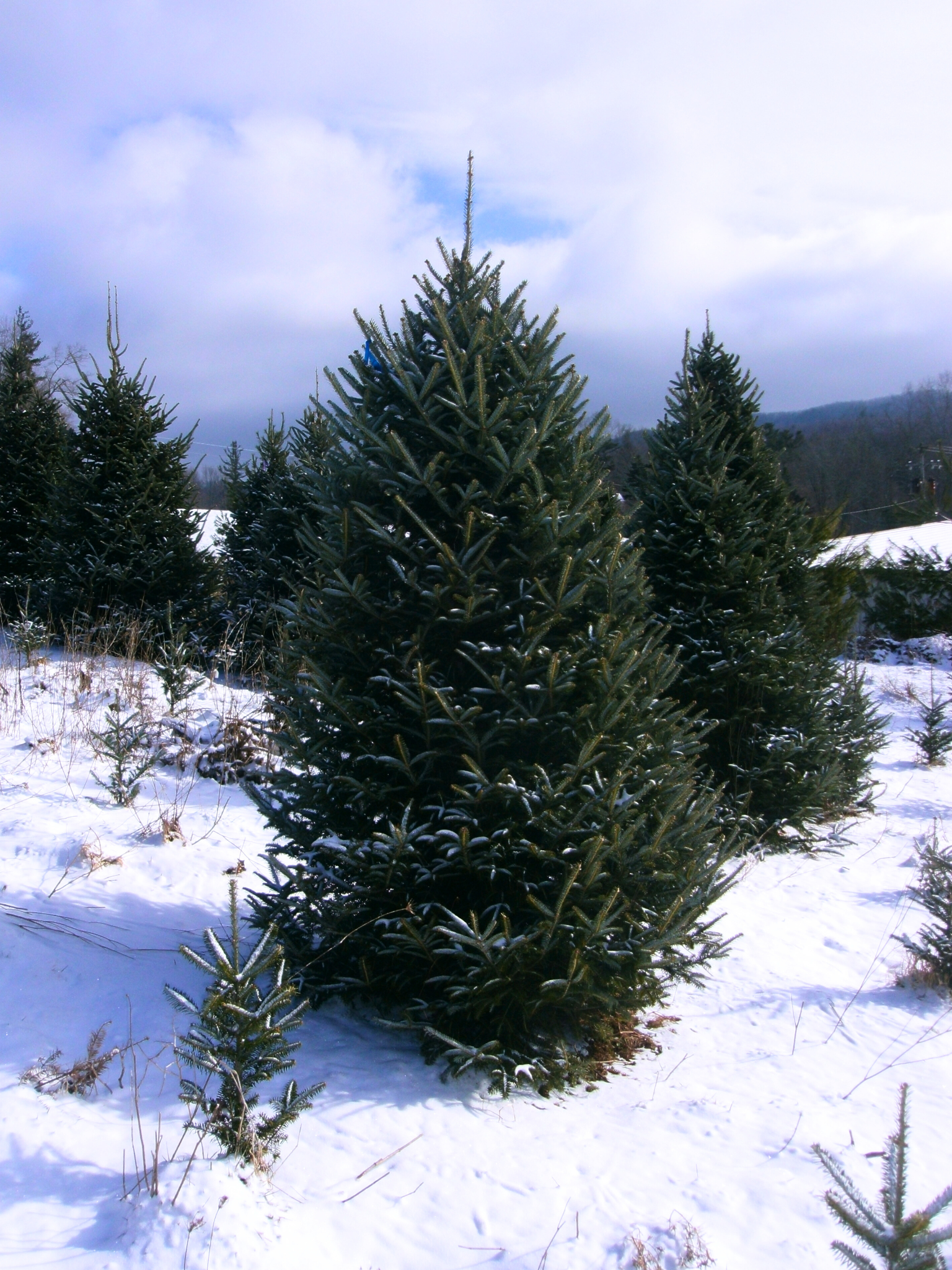 Fraser Fir close up