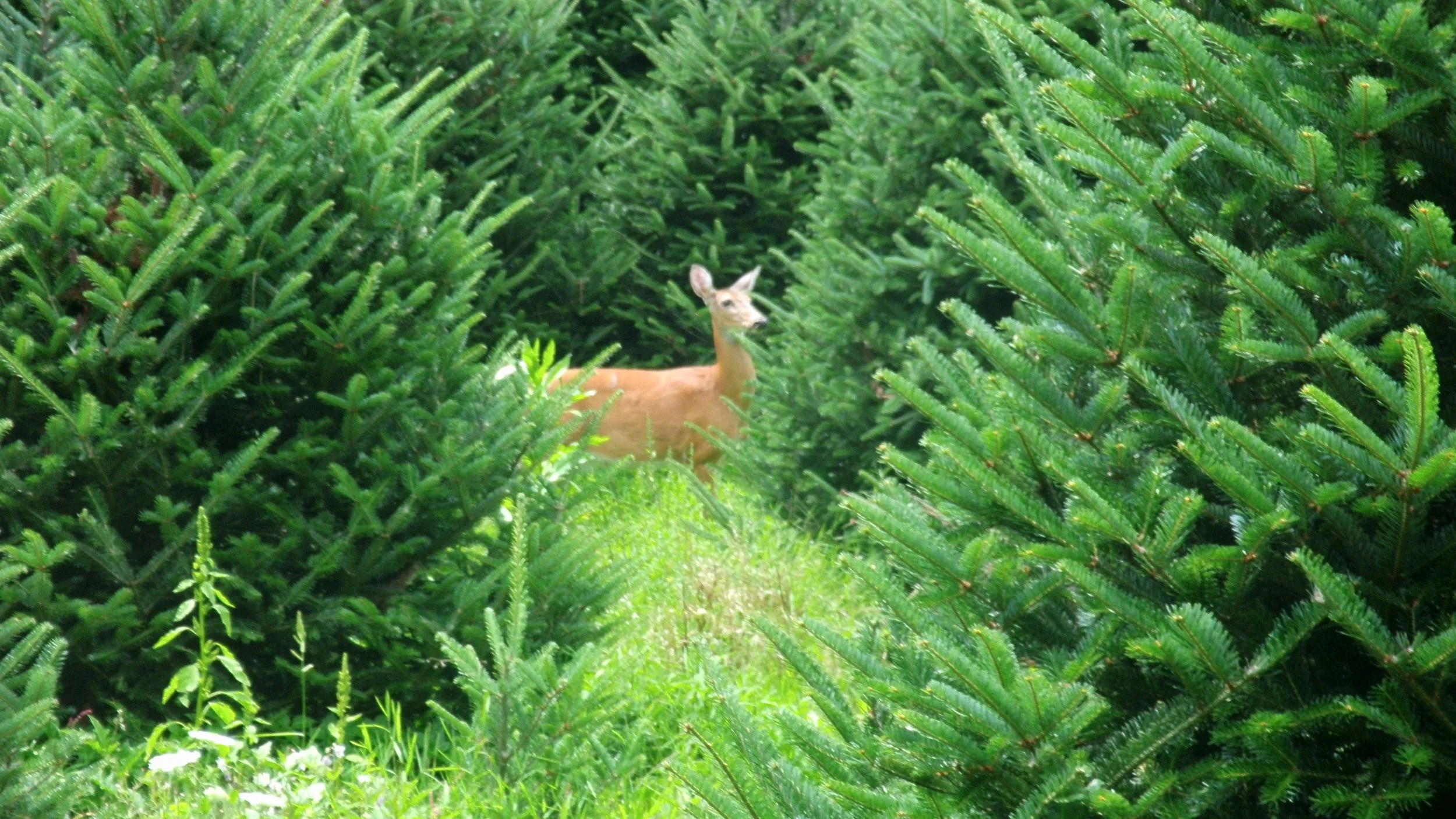 Deer at Three Oaks Farm, Newland NC