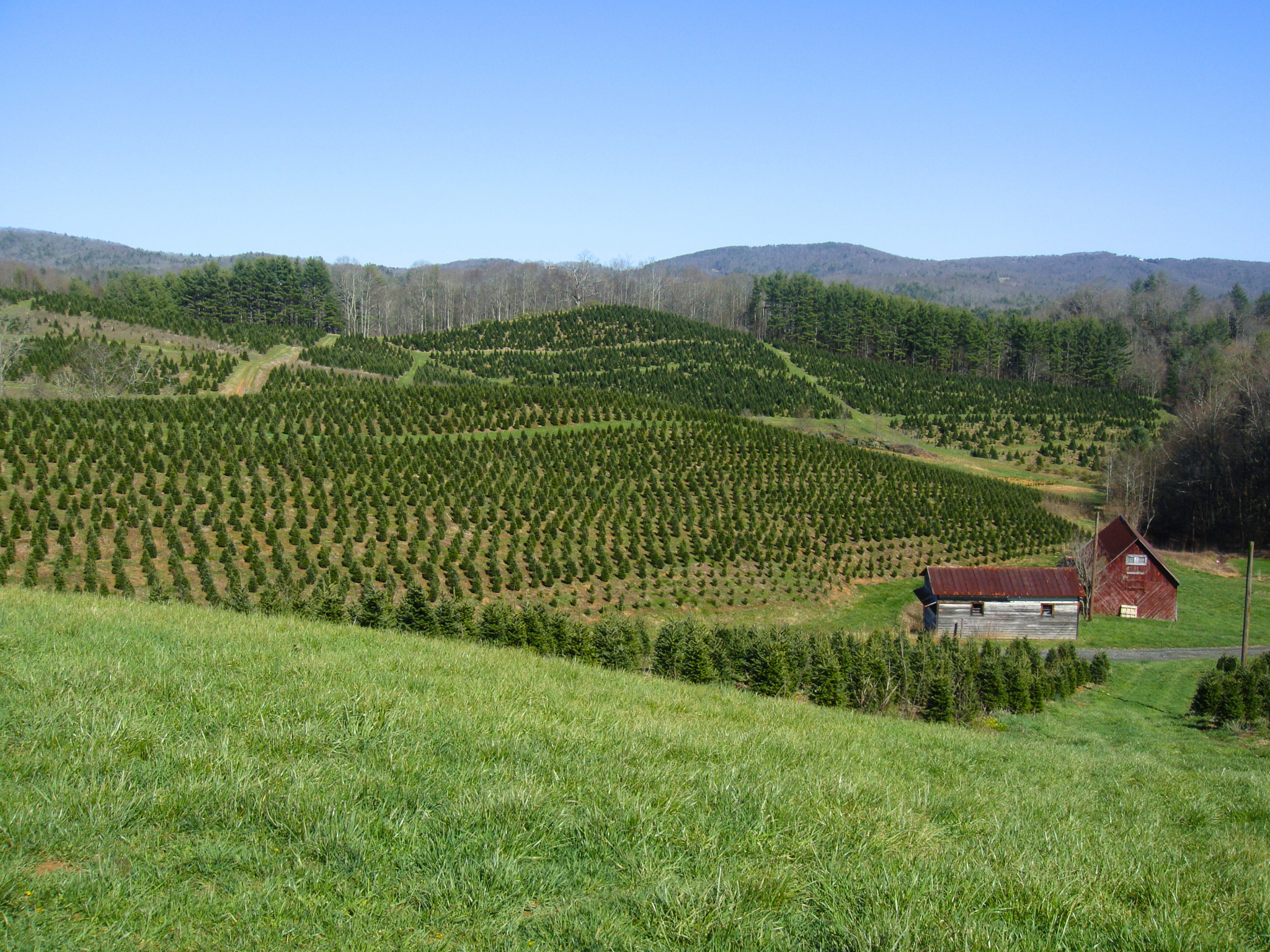 Summer field
