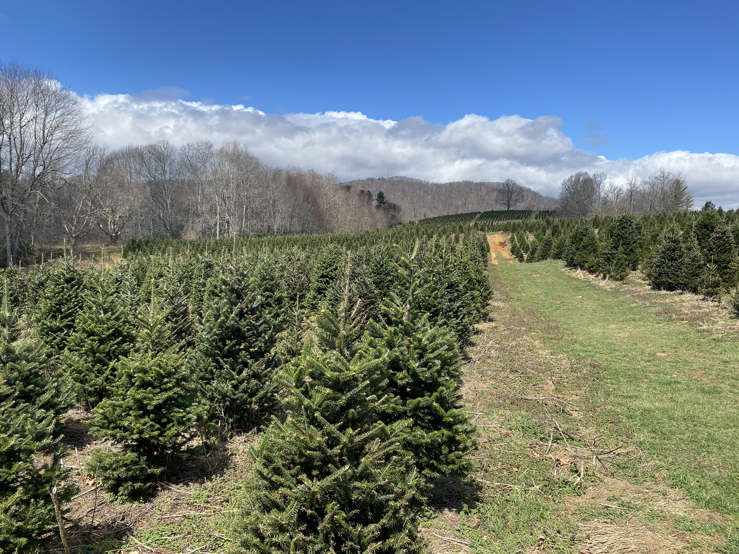Fraser Fir