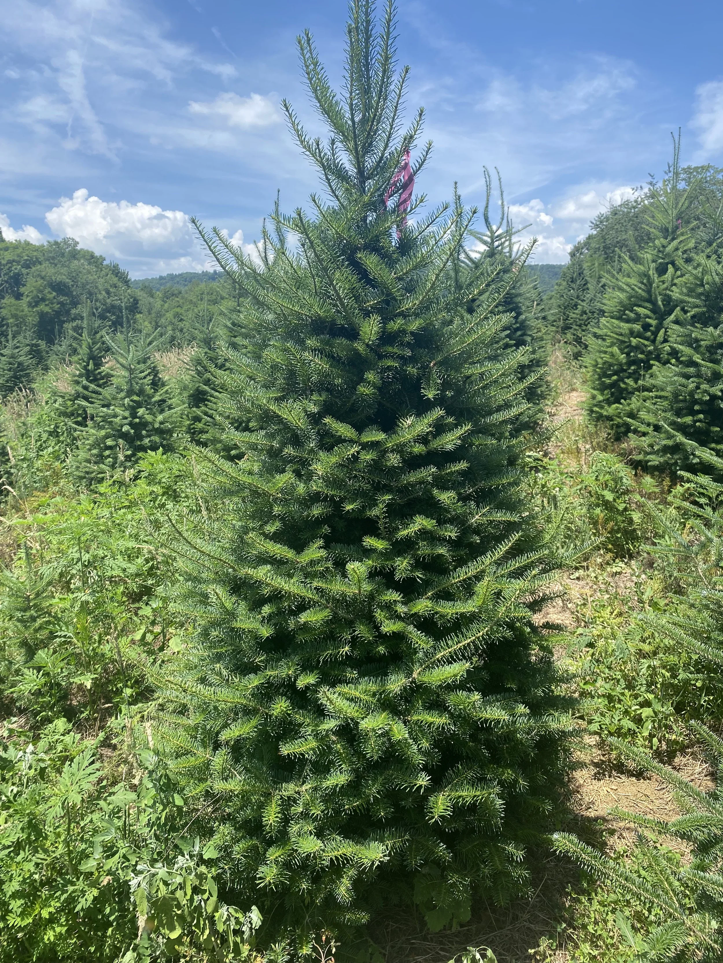 Canaan Fir