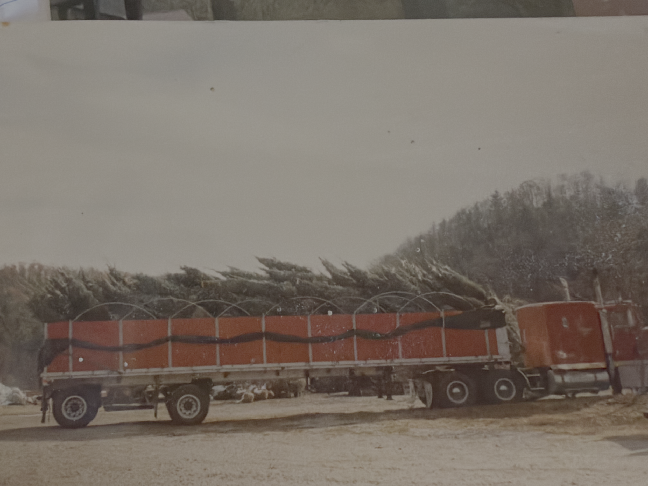 Early tree hauling