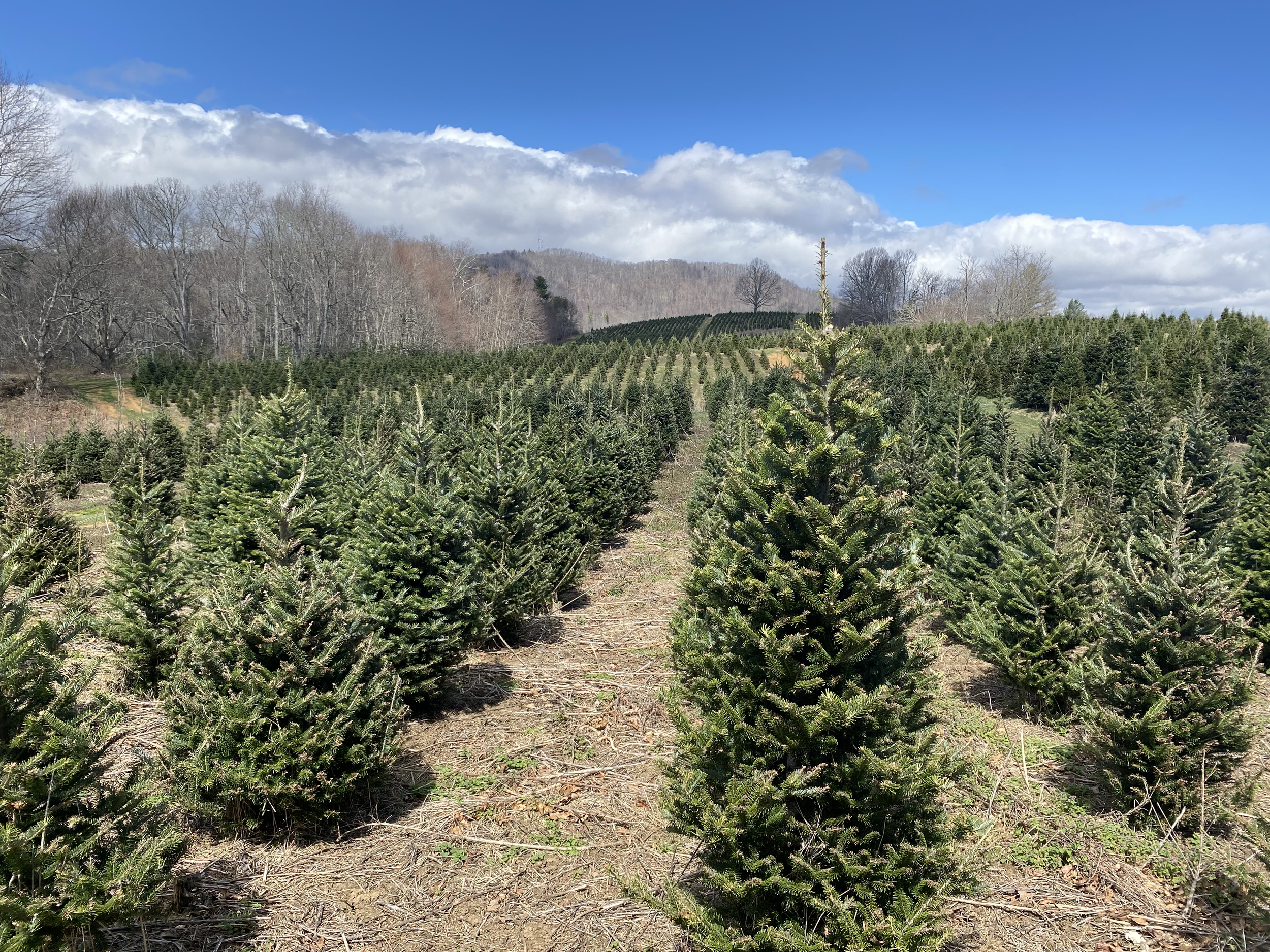 Fraser Fir