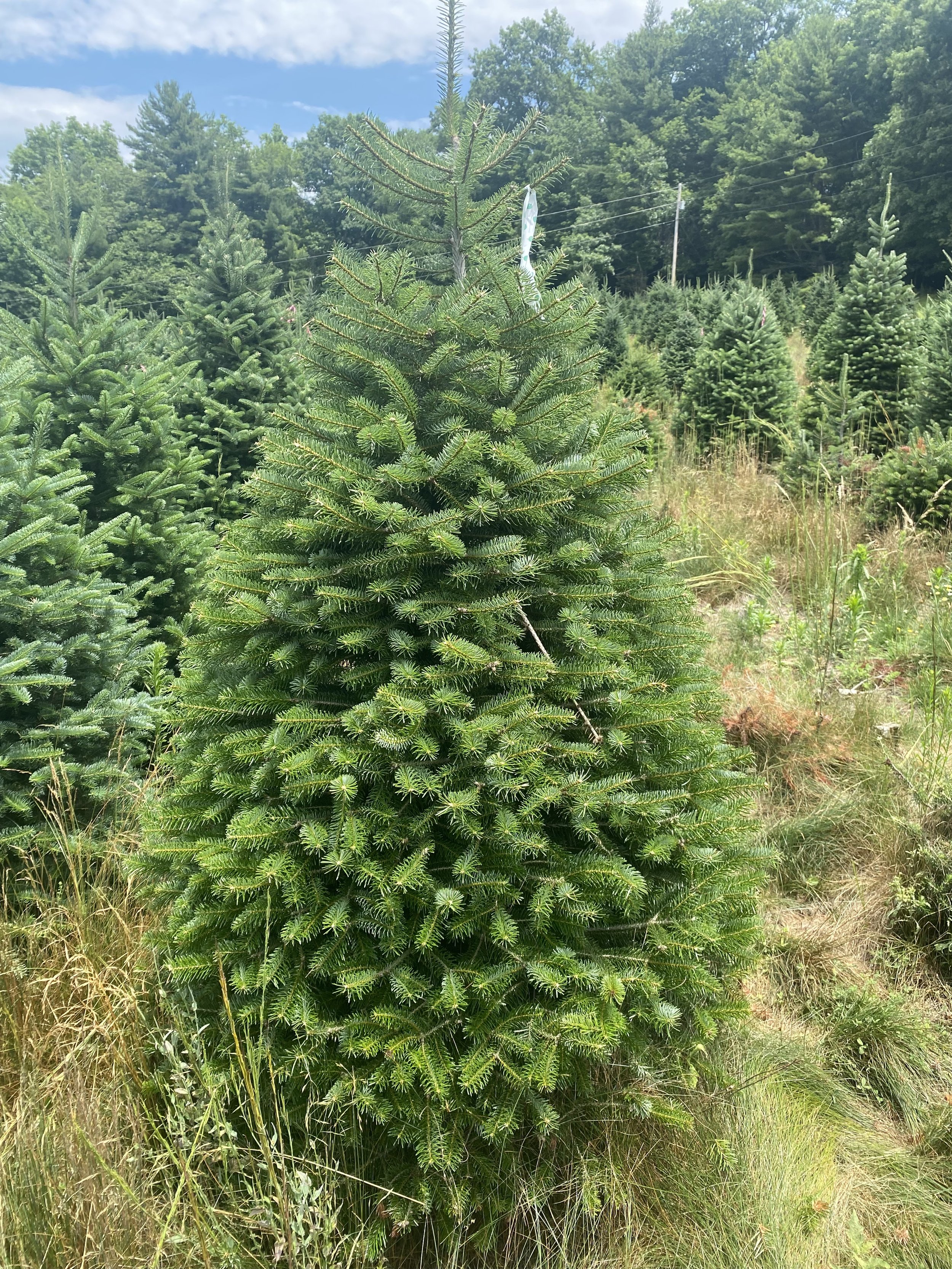 Turkish Fir