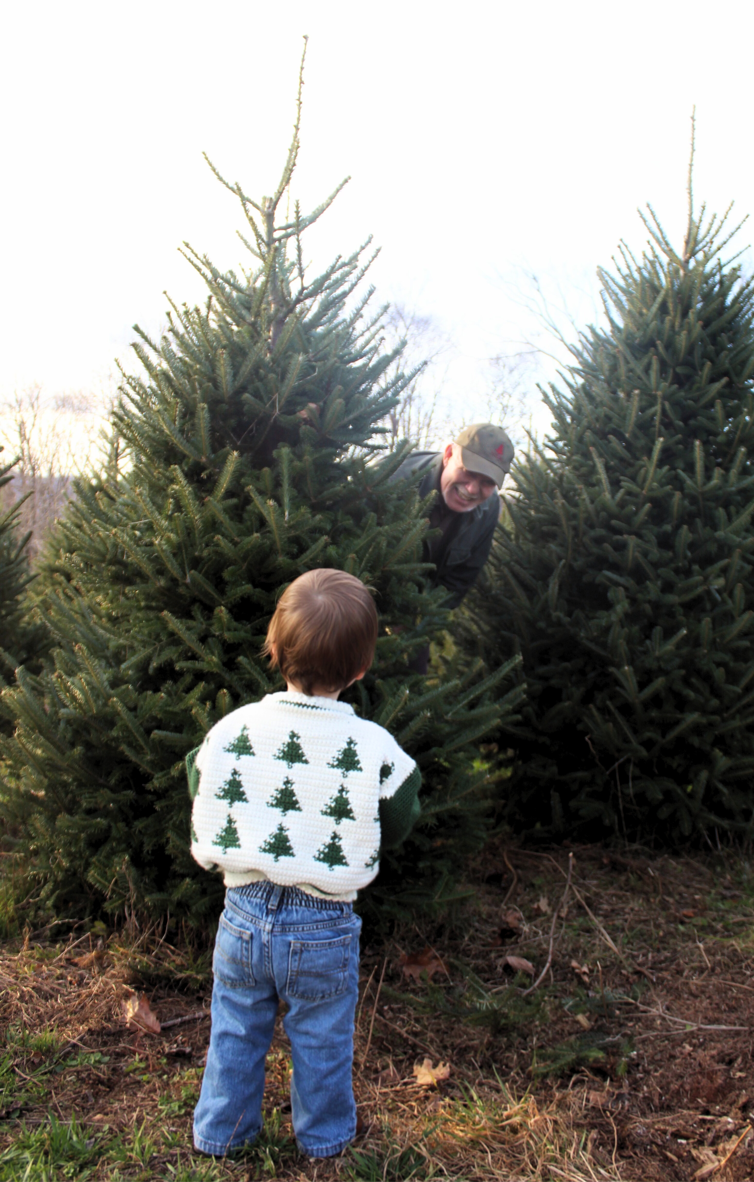 Fraser Fir