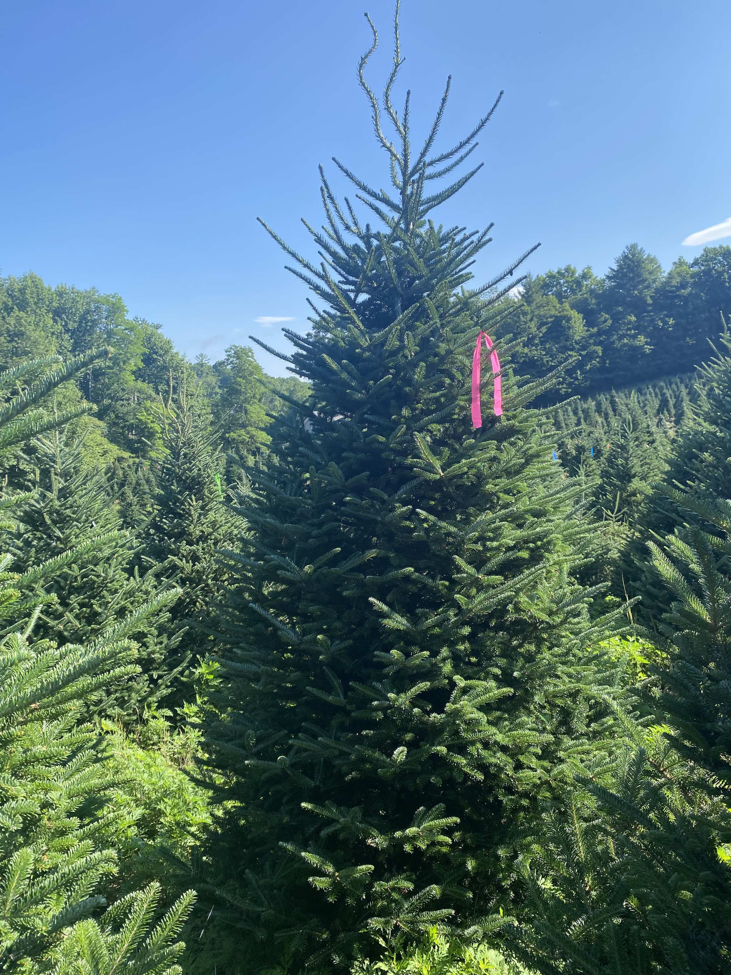Fraser Fir