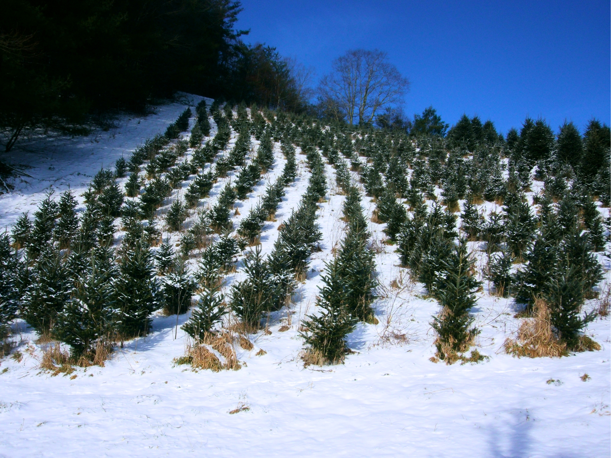 Three Oaks tree field