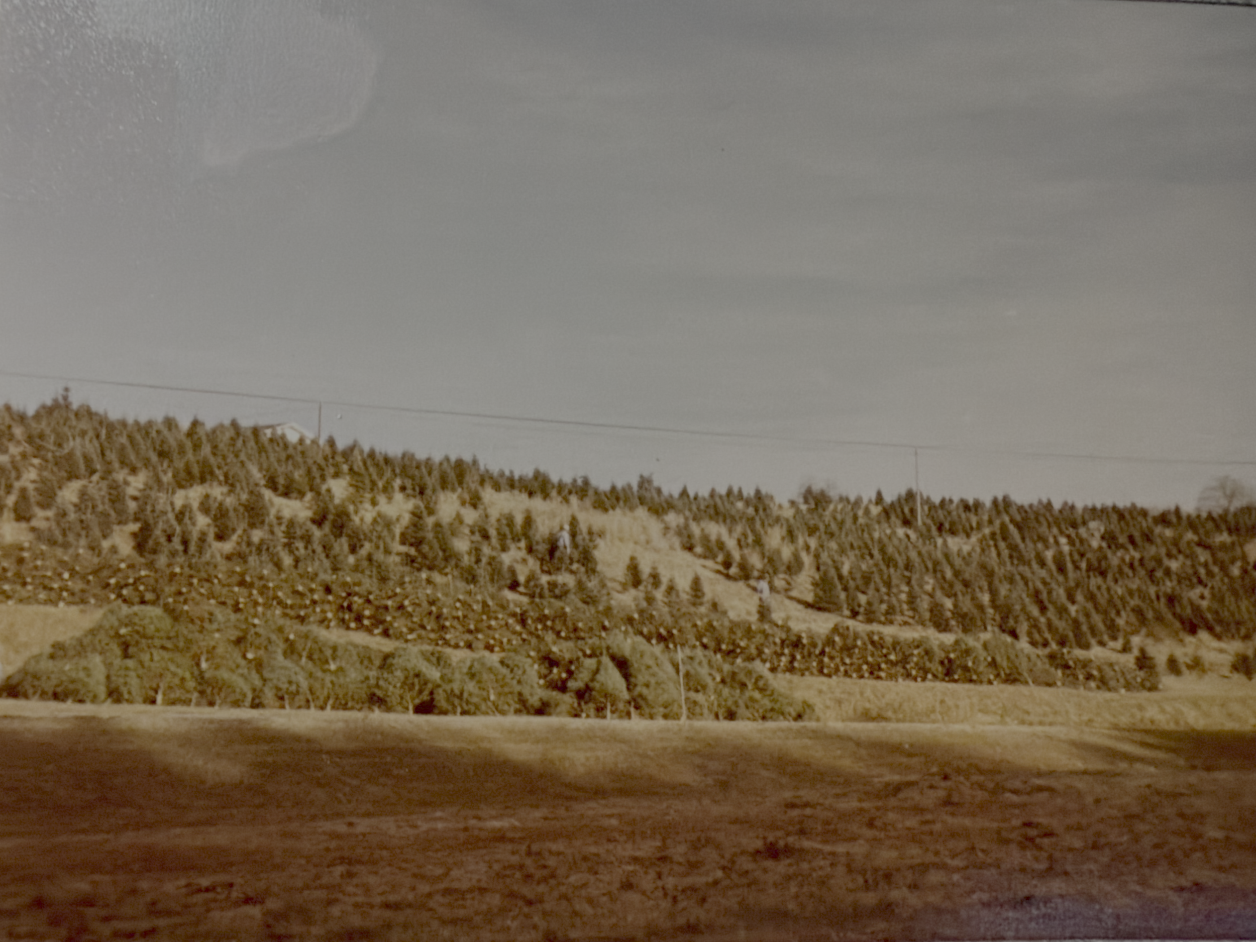 Tree fields