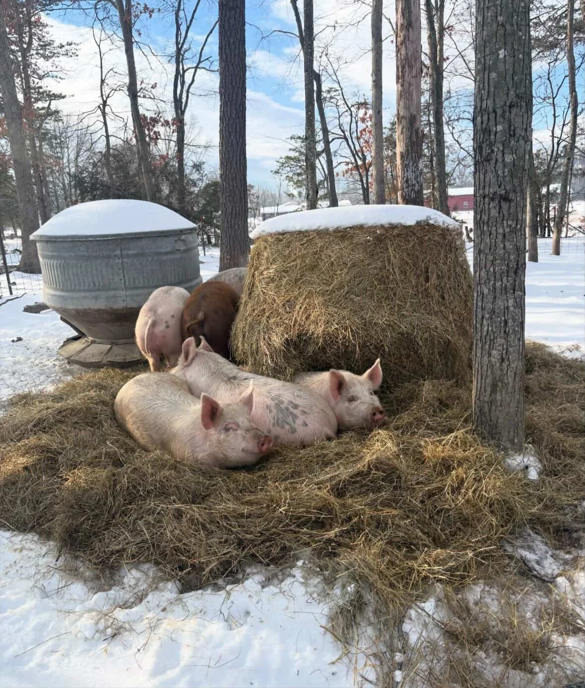 Pasture-raised pigs on Duck Butter Farm